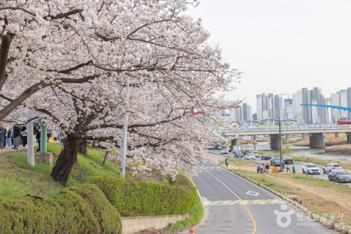 무심천 벚꽃 거리 여행 추천 - 메고지고