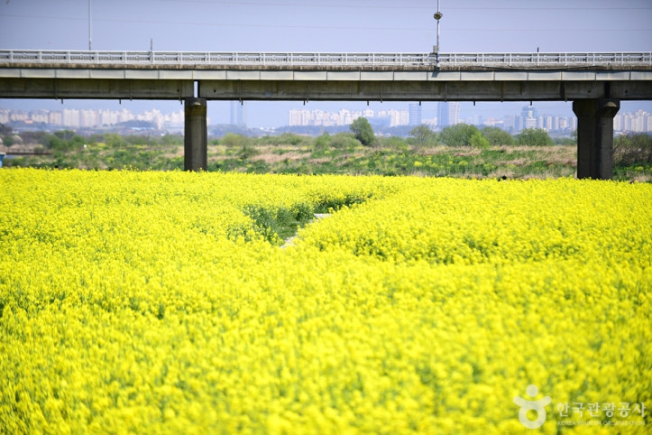 영산강둔치체육공원 여행 추천 - 메고지고