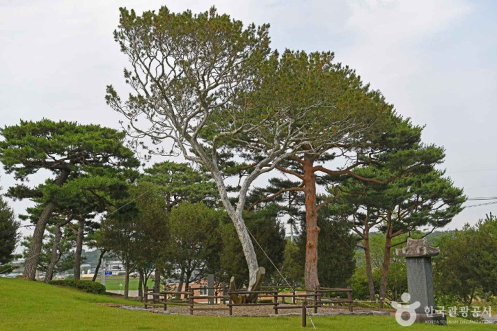 예산 용궁리 백송 여행 추천 - 메고지고