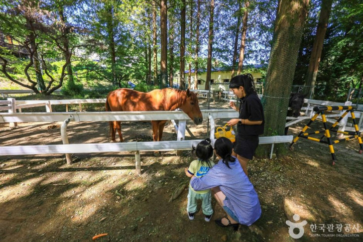 한터농원(한터조랑말농장) 여행 추천 - 메고지고