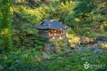 예천 사부리소나무 여행 추천 - 메고지고