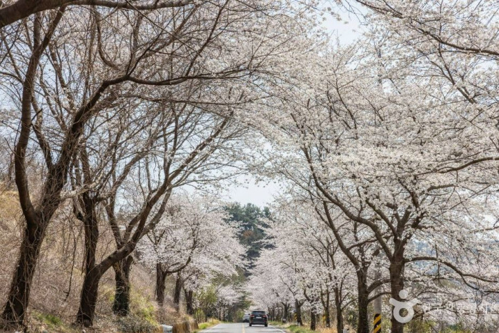 낙안읍성 벚꽃길 여행 추천 - 메고지고