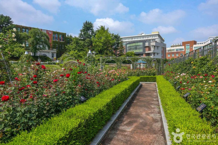 조선대학교 장미원 여행 추천 - 메고지고