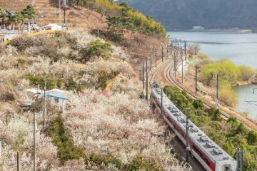 용당나루 매화공원 여행 추천 - 메고지고