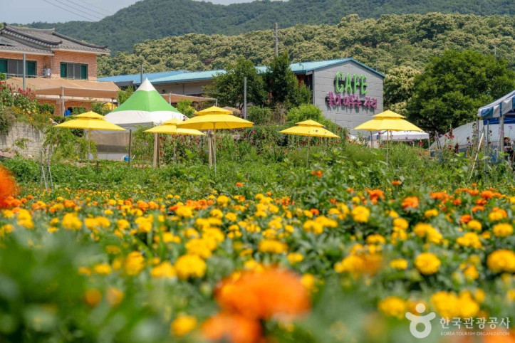 꽃이 머무는 자리 여행 추천 - 메고지고