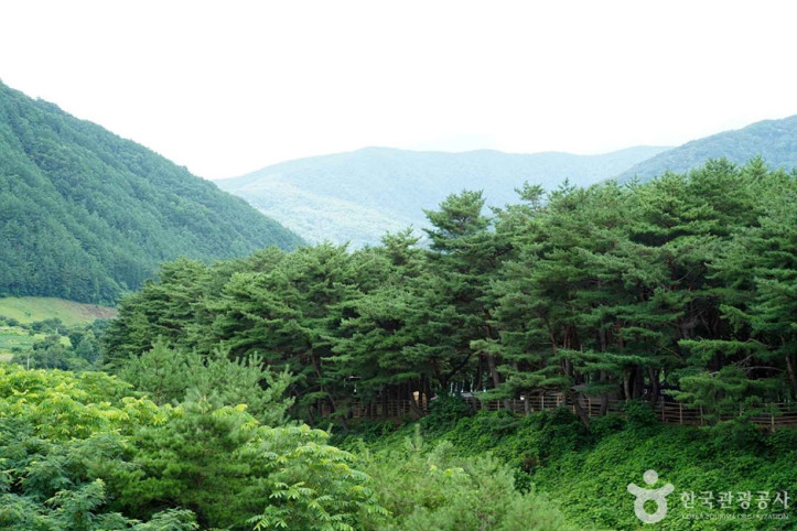 정선 가리왕산마을 여행 추천 - 메고지고