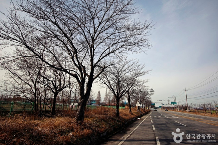 전군가도100리벚꽃길 여행 추천 - 메고지고
