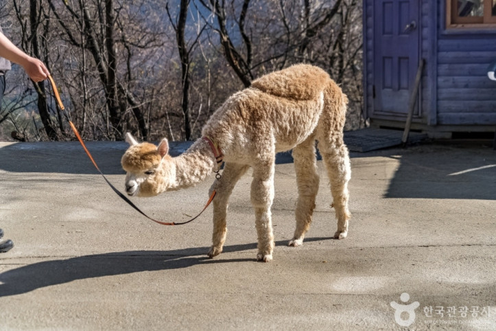 알파카골드팜 여행 추천 - 메고지고