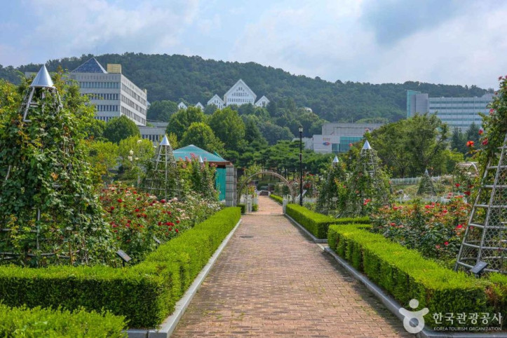 조선대학교 장미원 여행 추천 - 메고지고