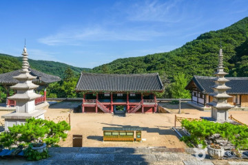 예천 사부리소나무 여행 추천 - 메고지고