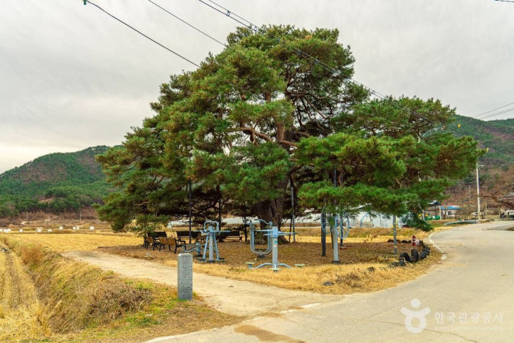 의성 월소리 소나무 여행 추천 - 메고지고