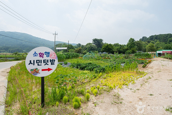 울미연꽃마을 여행 추천 - 메고지고