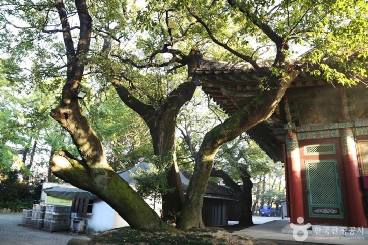 청량사(부산) 여행 추천 - 메고지고