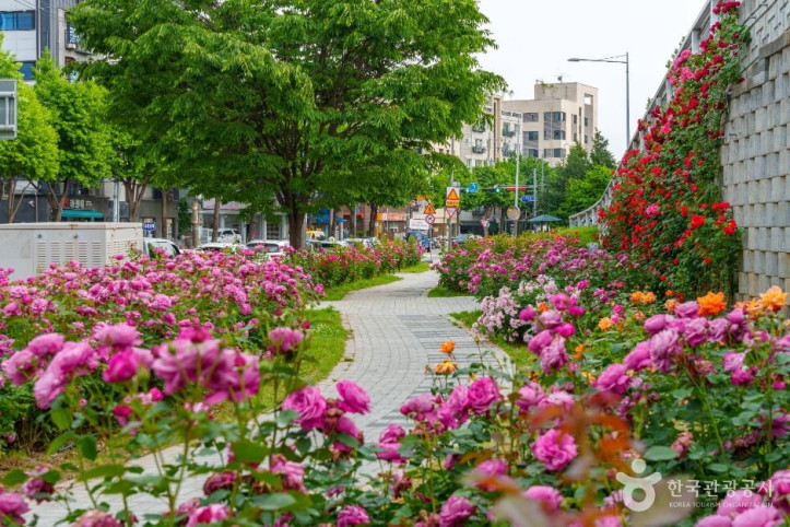 중랑장미공원 여행 추천 - 메고지고