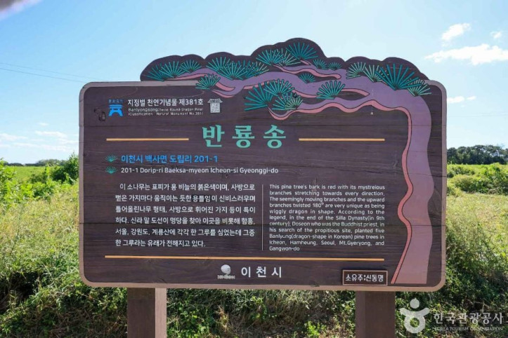 이천 도립리 반룡송 여행 추천 - 메고지고
