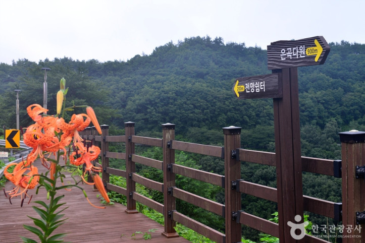 보성 차밭 전망대 여행 추천 - 메고지고