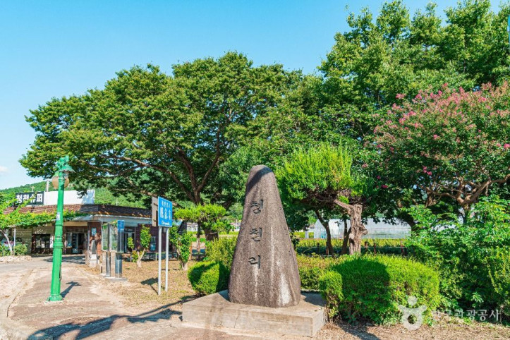 무안 청천리 팽나무와 개서어나무 숲 여행 추천 - 메고지고