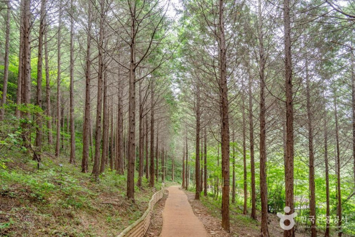 팔영산 편백 치유의 숲 여행 추천 - 메고지고