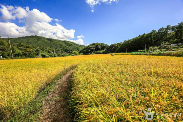 여주 해바라기마을 여행 추천 - 메고지고