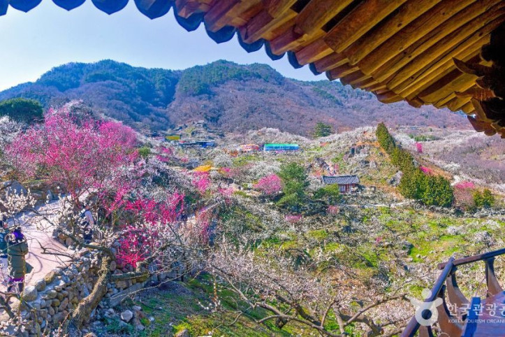 광양 매화마을 여행 추천 - 메고지고