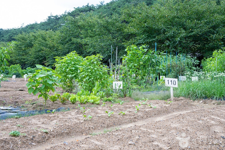 원두막주말농장 여행 추천 - 메고지고