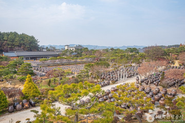 다송무지개매화마을 여행 추천 - 메고지고