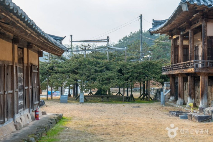 안동 주하리 뚝향나무 여행 추천 - 메고지고
