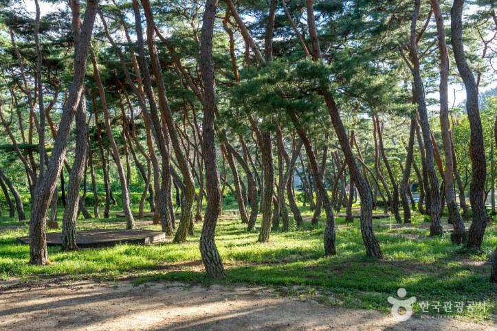 목계솔밭(청송) 여행 추천 - 메고지고
