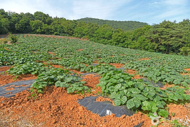 참샘골 호박농원 여행 추천 - 메고지고