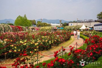 곡성 메타세쿼이아길 여행 추천 - 메고지고