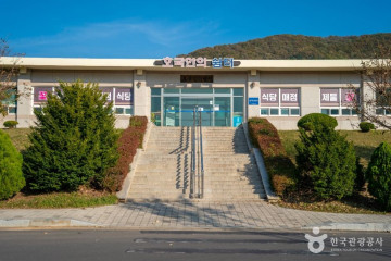 도리마을은행나무숲 여행 추천 - 메고지고