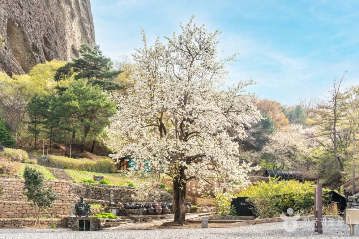 진안 은수사 청실배나무 여행 추천 - 메고지고