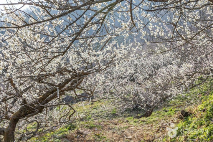 순천 향매실마을 여행 추천 - 메고지고