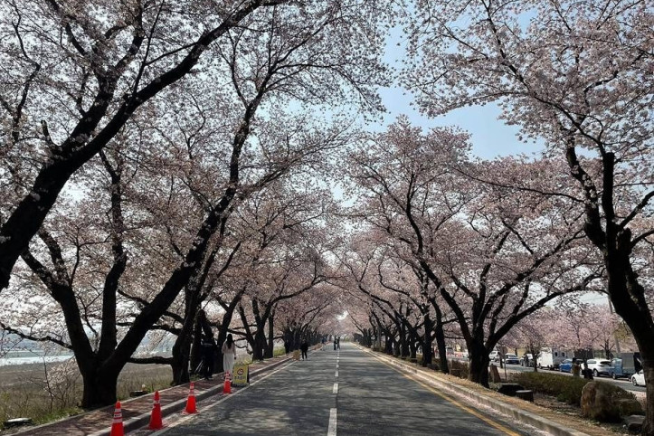 흥무로 벚꽃길 여행 추천 - 메고지고