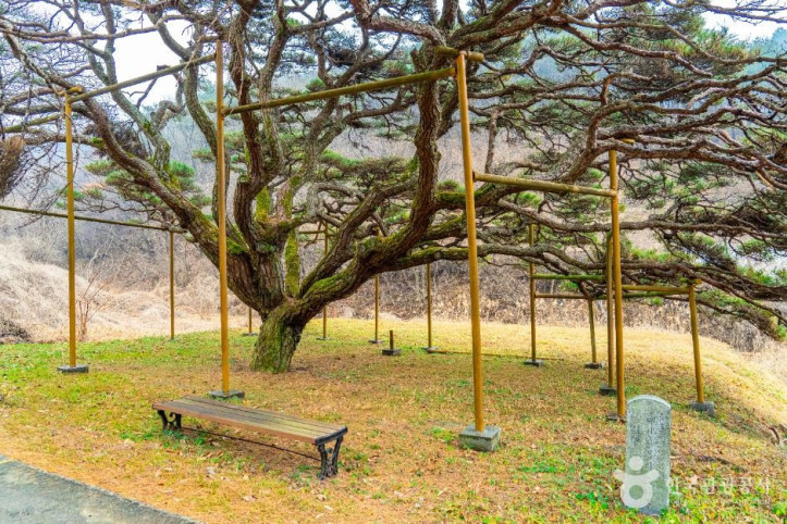 예천 사부리소나무 여행 추천 - 메고지고