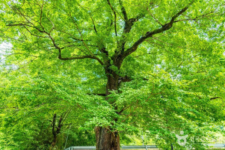 하동 범왕리 푸조나무 여행 추천 - 메고지고