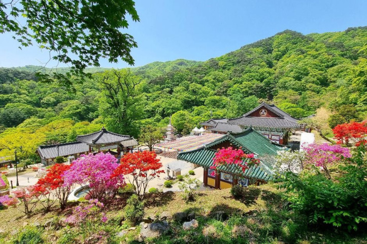 용문산관광단지 여행 추천 - 메고지고