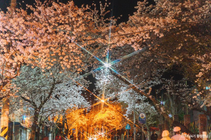 봉숫골 벚꽃길 여행 추천 - 메고지고