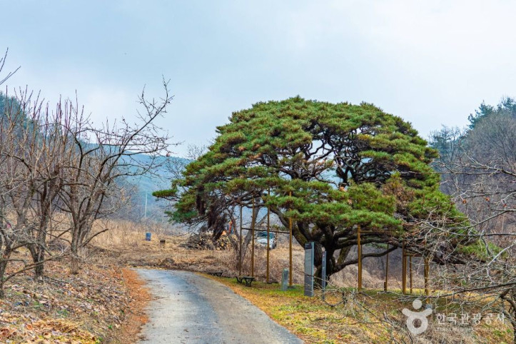 예천 사부리소나무 여행 추천 - 메고지고