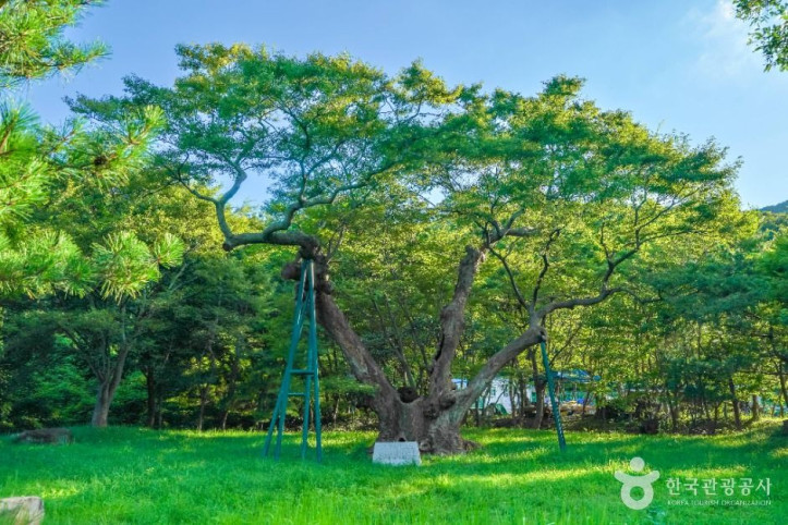 포항 마북리 느티나무 여행 추천 - 메고지고