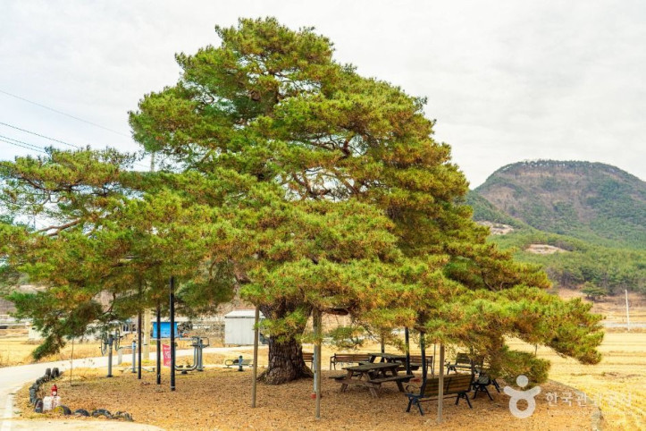 의성 월소리 소나무 여행 추천 - 메고지고