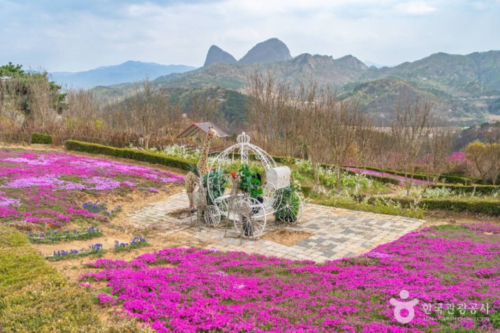 진안 꽃잔디동산 여행 추천 - 메고지고