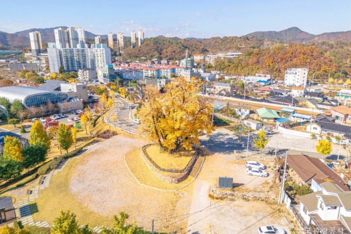 영월 하송리 은행나무 여행 추천 - 메고지고