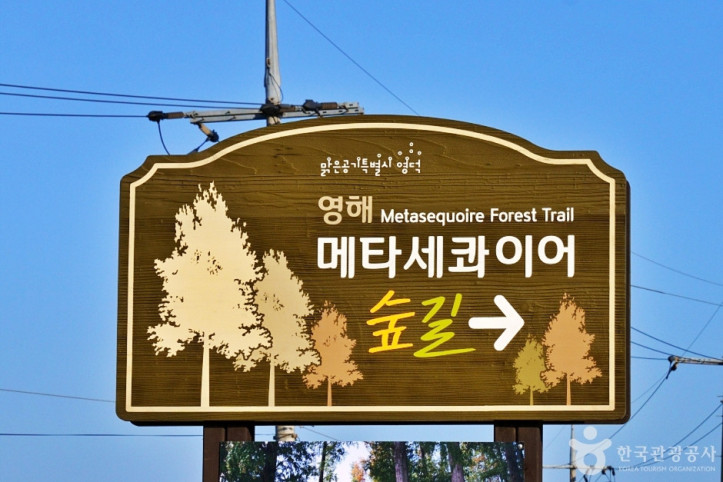벌영리 메타세콰이어길 여행 추천 - 메고지고