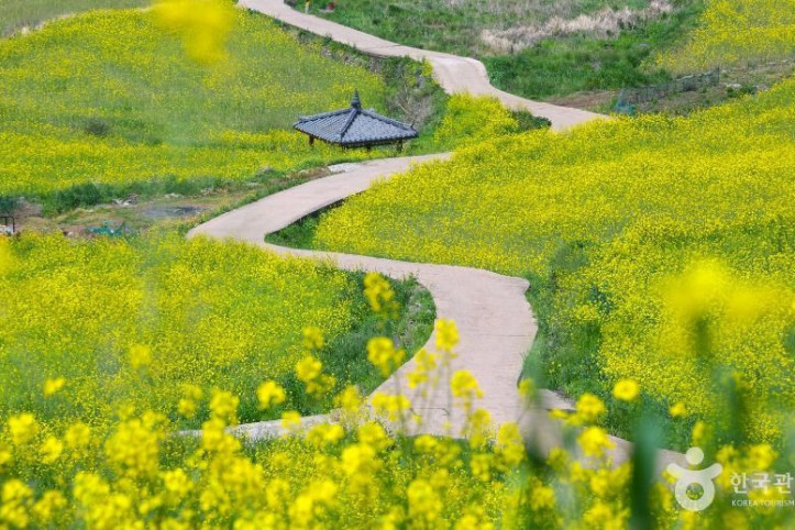 청산도 여행 추천 - 메고지고