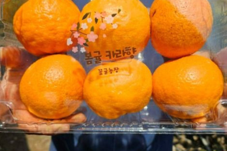 꽃귤농장 여행 추천 - 메고지고