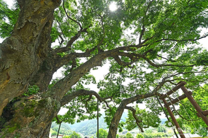 괴산 오가리 느티나무 여행 추천 - 메고지고