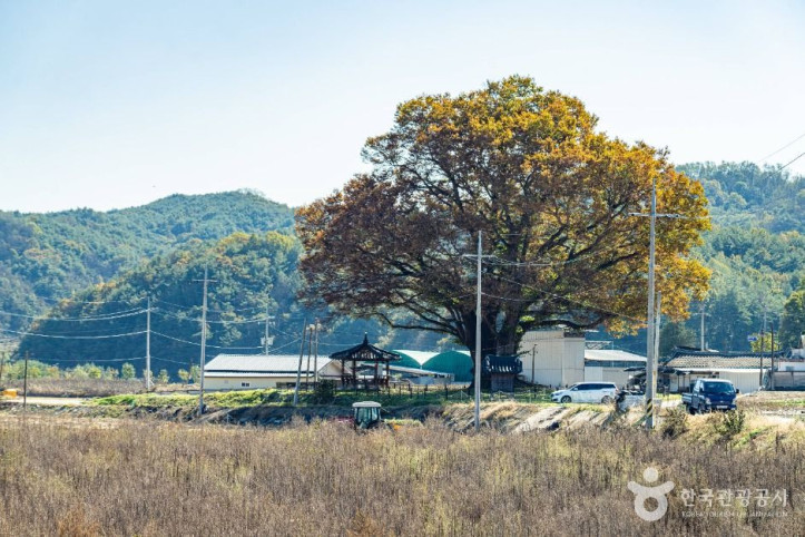 안동 사신리 느티나무 여행 추천 - 메고지고