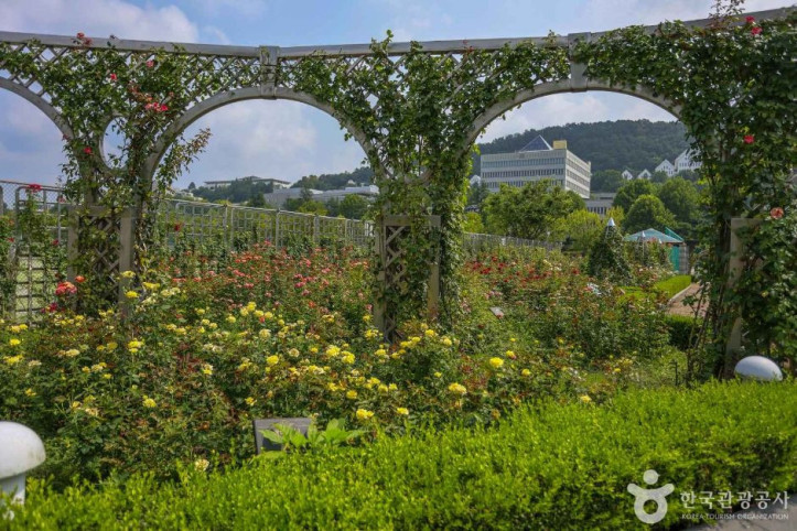 조선대학교 장미원 여행 추천 - 메고지고