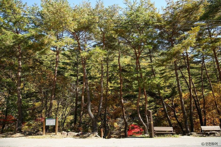 국립 가리왕산자연휴양림 여행 추천 - 메고지고
